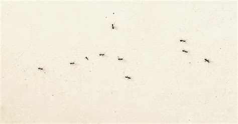八字圖 突然很多死螞蟻